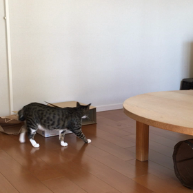 紙袋きなこの画像