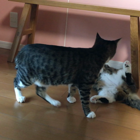 きのこ　きなこの画像