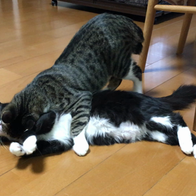 ミルきのこの画像