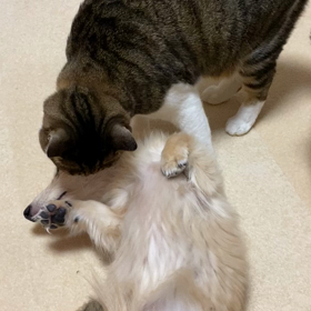 佑音とゆめの関係の画像