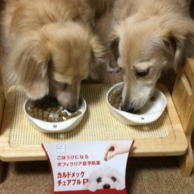 フィラリア予防デーの画像
