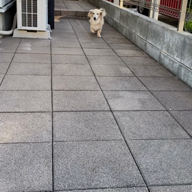 復活の画像