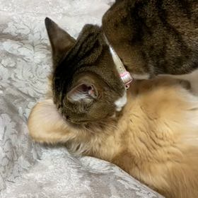 されるがままの画像