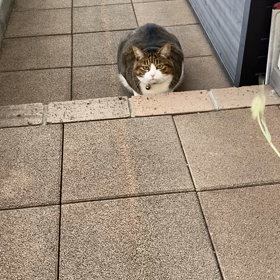 ゆめの画像