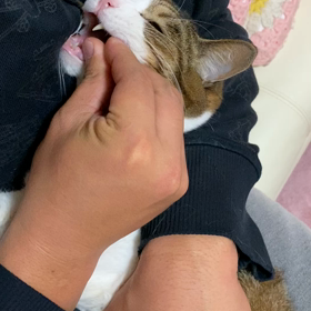 薬の飲ませ方の画像
