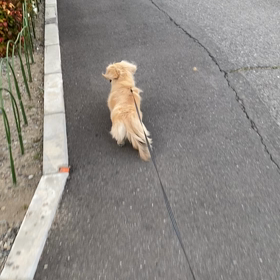 佑音の散歩の画像
