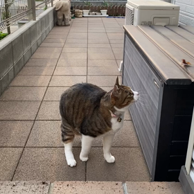 ゆめの画像