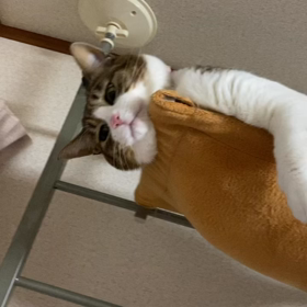 甘えん坊の画像
