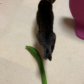 実験の画像