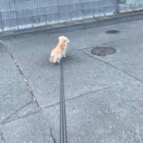お散歩とお留守番の様子の画像