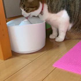 お水の飲み方が上手くなりました。の画像