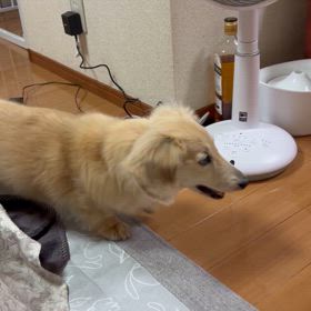 愛犬の床に施工したのに滑るの画像