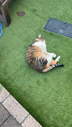 久しぶりの庭の記事動画