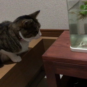 ゆめの興味の画像