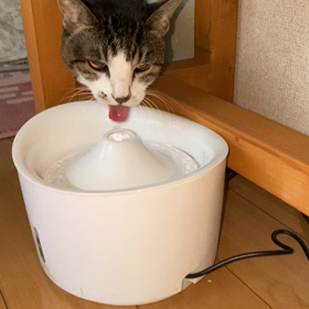 自動給水器のその後の画像