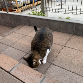 ゆめの画像