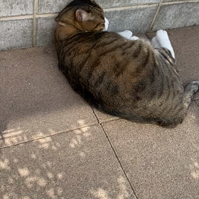 庭で寛ぎました。の画像