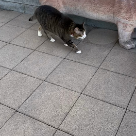 ひめの画像