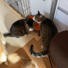 微笑ましい光景の画像