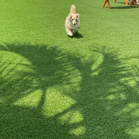 動画の画像