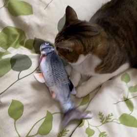 電動魚のおもちゃの画像