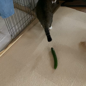 ゆめの画像