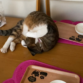 猫にマタタビの画像