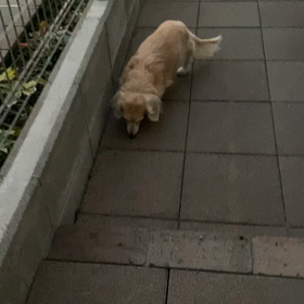 華音のことの画像