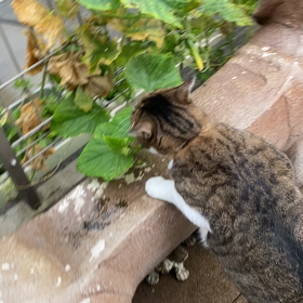 きゅうりの葉を食べる猫の画像
