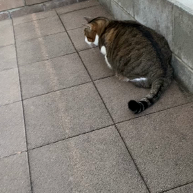 猫じゃらしの画像