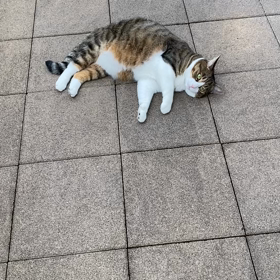 コロナワクチンの画像