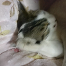 やはりの画像