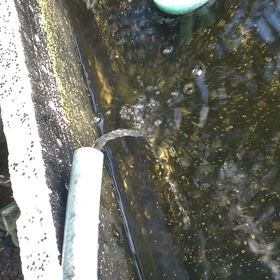 鳴かずの画像