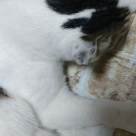 早起きは三文の損の画像