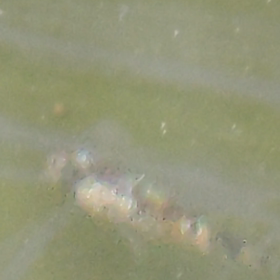 変化した！の画像