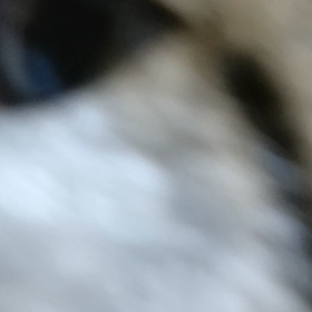 今朝もの画像