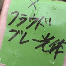 キレイなめだかの画像