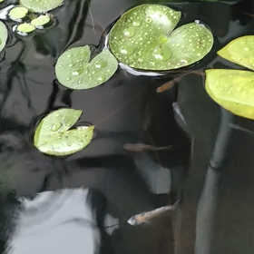 やる気なしの画像