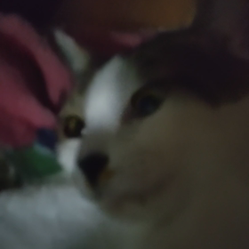 チラ┃-;)の画像