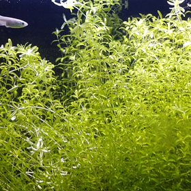 これ知ってたら初老の画像