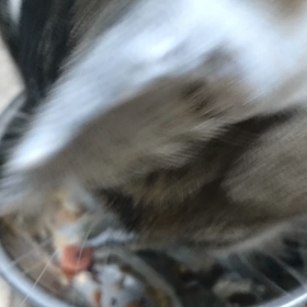 朝の咀嚼音と何て事だ（笑）の画像