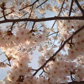 桜と野球。の画像