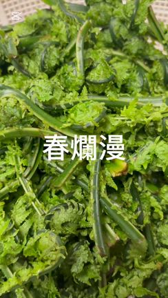 春爛漫　長治庵の記事動画