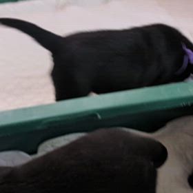 仔犬ちゃんたち  8/14-2025の画像