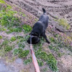 2025.04.18  お迎え待ち仔犬と預かり福ちゃんの画像