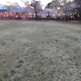 2025.0408  仔犬たちと春の香りの画像