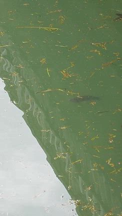 【船堀　新川　あれ、ハゼを釣らずにピクニック】自家製味噌で白菜とサツマイモのお味噌汁の記事動画