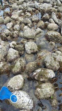 【和賀江島ギンポ釣行】釣り場の守護神？何度も襲ってくるアイツの記事動画