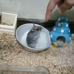 まさかの画像