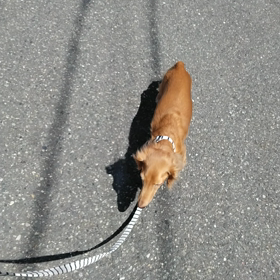 今日のワンこ　らの画像